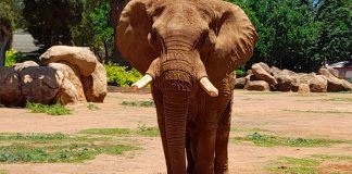When will Charley the elephant get his long-awaited retirement from Pretoria Zoo?