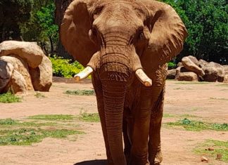When will Charley the elephant get his long-awaited retirement from Pretoria Zoo?
