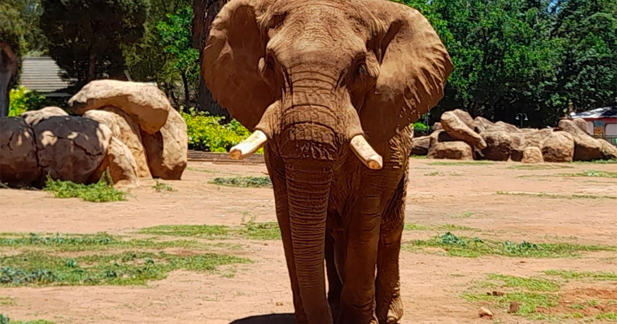 When will Charley the elephant get his long-awaited retirement from Pretoria Zoo?