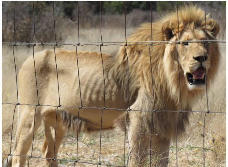 captive lion breeding South Africa