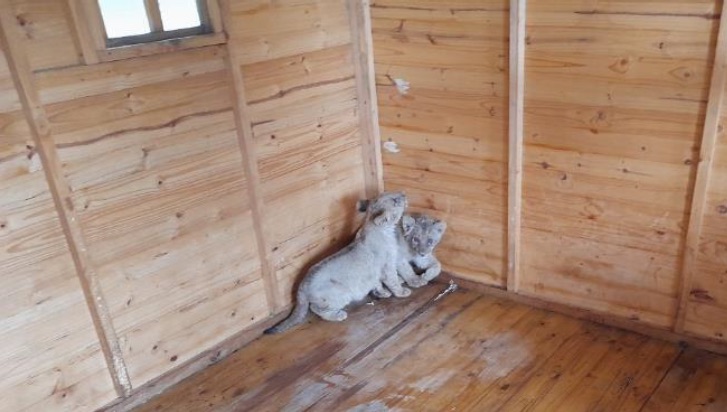 captive lion breeding South Africa