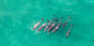 Jean Tresfon ocean dolphins