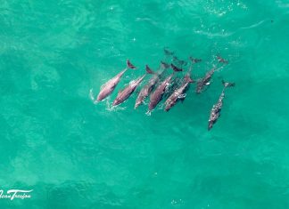 Jean Tresfon ocean dolphins