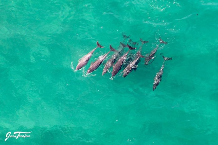 Jean Tresfon ocean dolphins