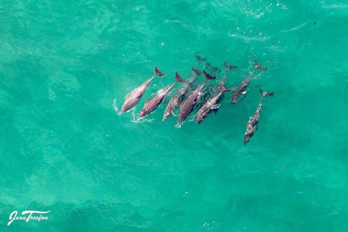 Jean Tresfon ocean dolphins Jean Tresfon ocean dolphins