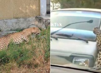 Leopard taxi