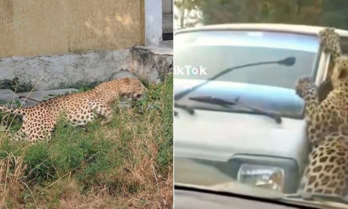 Yikes! There's a leopard on my taxi - VIDEO - SAPeople - Worldwide South African News Yikes! There's a leopard on my taxi - VIDEO - SAPeople - Worldwide South African News