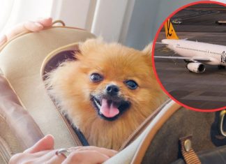 Lift Airlines dogs