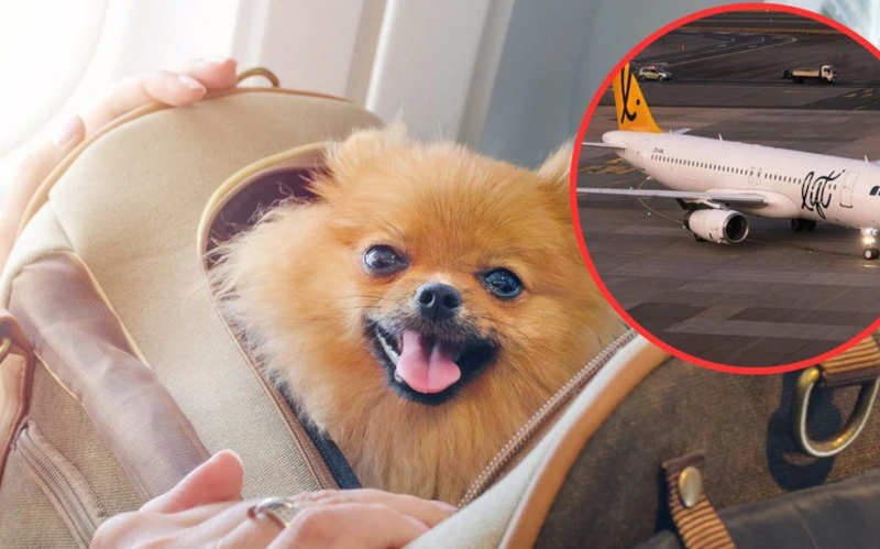 Dogs: Pet travel essential items