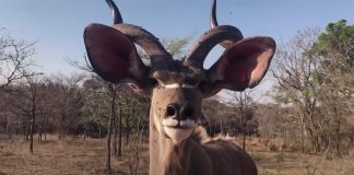 WATCH Ozzy Man Reviews A Baboon Bit My B*m
