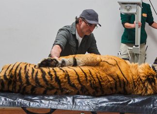 UK's Supervet traded Surrey for South Africa for new safari special