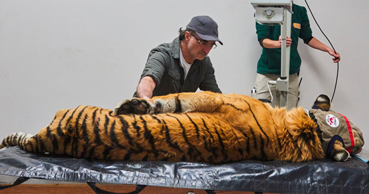 UK's Supervet traded Surrey for South Africa for new safari special