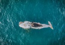 whale swallows kayak