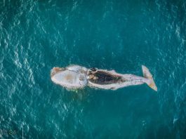 whale swallows kayak