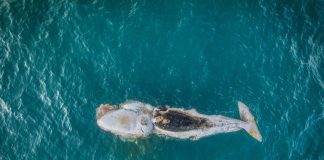 whale swallows kayak