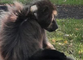 Tragic loss of beloved male baboon, euthanised after brutal attack