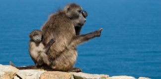 New Table Mountain National Park manager faces major 'challenges' at iconic attraction, says DA
