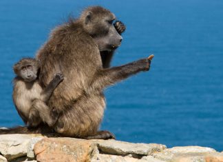 New Table Mountain National Park manager faces major 'challenges' at iconic attraction, says DA