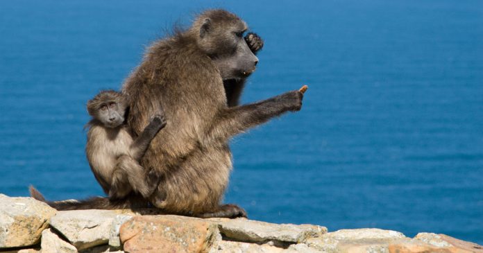 baboons-Table-Mountain-Cape-Town-iStock-92026741 New Table Mountain National Park manager faces major 'challenges' at iconic attraction, says DA