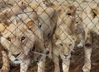 captive lion breeding South Africa