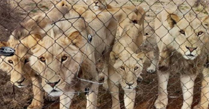 captive lion breeding South Africa