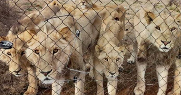 captive-lions-South-Africa captive lion breeding South Africa