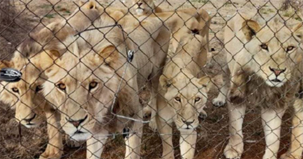 Parliament shocked by grisly report on captive lions in South Africa