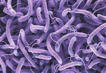cholera outbreak