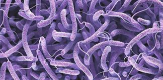 Two cholera cases confirmed in South Africa