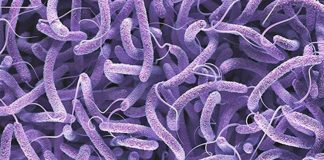 Two cholera cases confirmed in South Africa