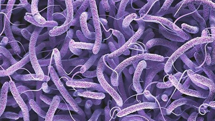 cholera2 Two cholera cases confirmed in South Africa