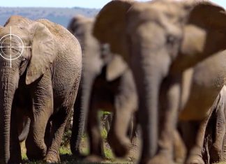 Armed gunmen, dead elephants, and tourism in KZN on edge following elephant trampling man to death