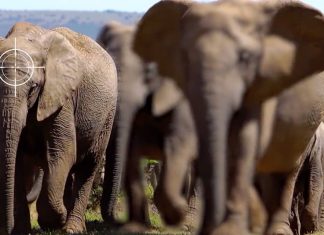 elephant