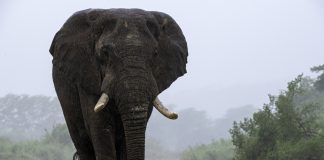 elephant enjoys tree massage
