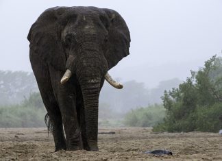 elephant enjoys tree massage