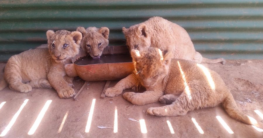 captive lion breeding South Africa