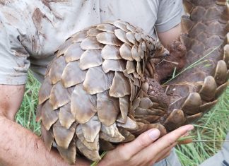 Pangolin. PHOTO: Manyoni Private Game Reserve
