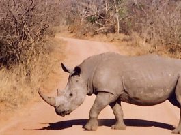 Four more years in prison for rhino poacher
