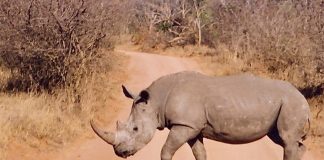 Four more years in prison for rhino poacher