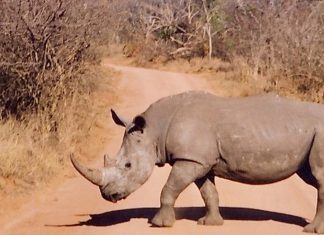 Four more years in prison for rhino poacher