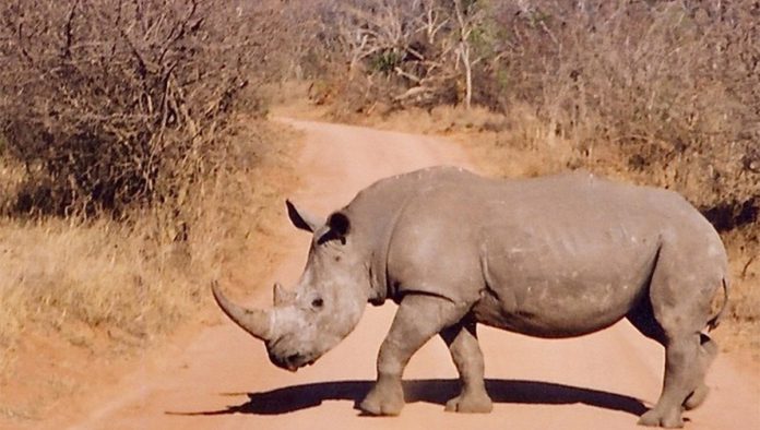 rhino_1_extra_large Four more years in prison for rhino poacher
