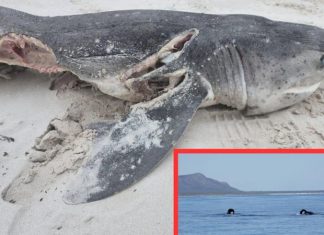 sevengill sharks