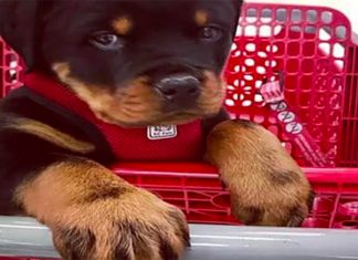 South African woman admits: 'I didn't return my grocery cart'