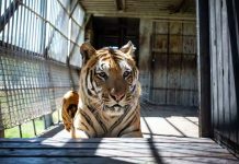 Tigers in South Africa: a farming industry exists – often for their body parts