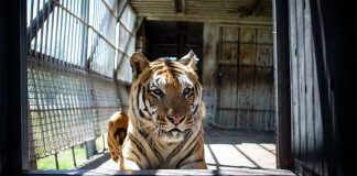 Tigers in South Africa: a farming industry exists – often for their body parts