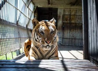 Tigers in South Africa: a farming industry exists – often for their body parts