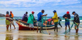 Trek fishermen of Fish Hoek with Yellowtail