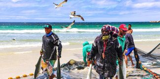 Trek fishermen of Fish Hoek with Yellowtail