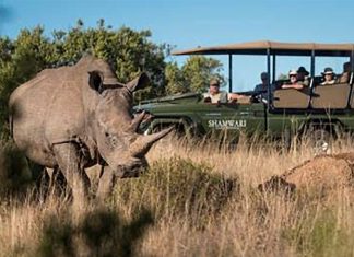 Wildlife conservation jeopardised by rising costs in South Africa