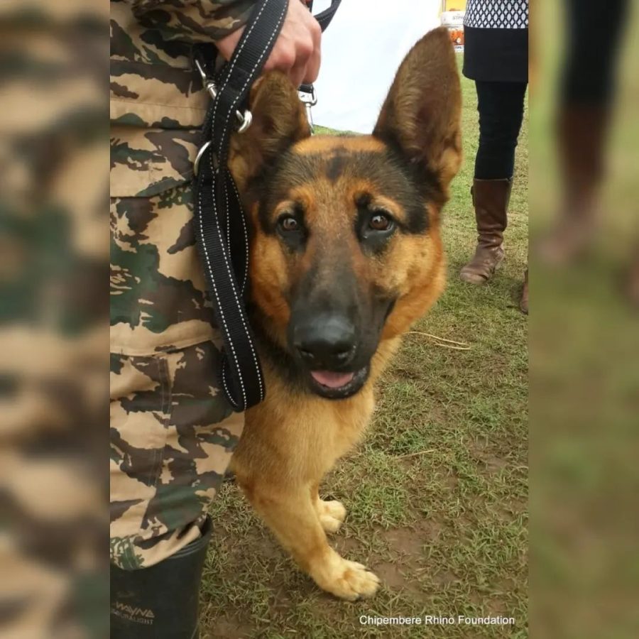 Anti-poaching Dog Sammy